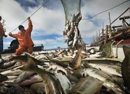 Оборот рыбохозяйственного комплекса достиг 1 трлн рублей